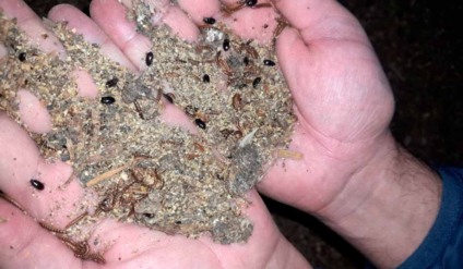 Infestação de cascudinho (Alphitobius diaperinus) em galpão avícola- Foto: Reprodução/ Ruraltec