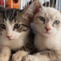 Feira exclusivamente com gatos adultos disponíveis para adoção - Foto: Reprodução/ Prefeitura de CG