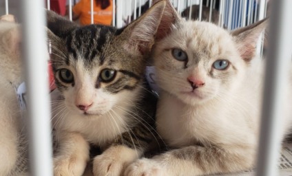 Feira exclusivamente com gatos adultos disponíveis para adoção - Foto: Reprodução/ Prefeitura de CG