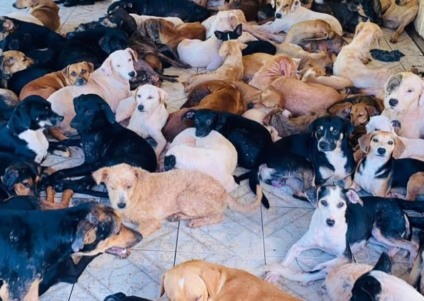 Atualmente mais de 200 protetoras estão cadastradas no sistema de atendimento - Foto: Reprodução/ Redes Sociais