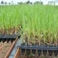 Mudas pré-brotadas de cana-de-açúcar - Foto: Reprodução/ Nação Agro