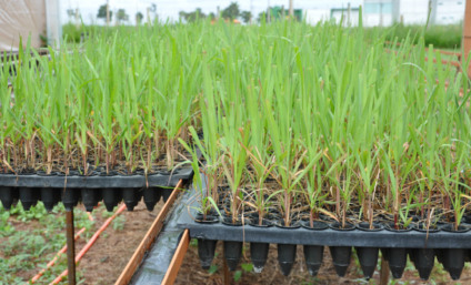 Mudas pré-brotadas de cana-de-açúcar - Foto: Reprodução/ Nação Agro