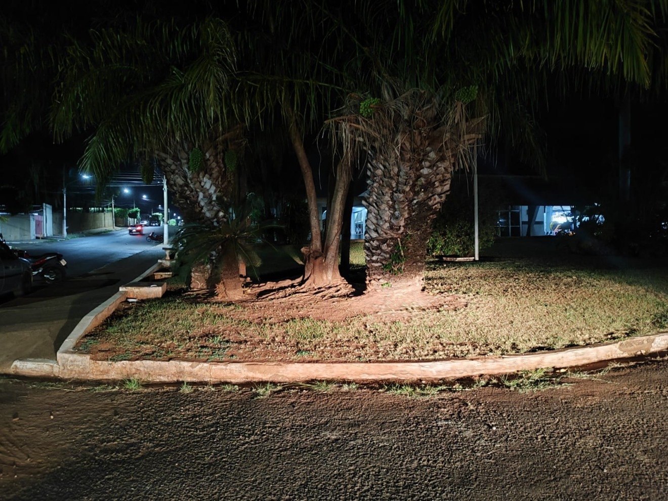 Árvores da área externa do Terminal Rodoviário de Paranaíba - Foto/Leonardo Guimarães