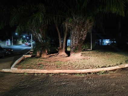 Árvores da área externa do Terminal Rodoviário de Paranaíba - Foto/Leonardo Guimarães