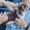 A vacina antirrábica é essencial para a proteção de animais contra a raiva, uma doença viral grave e fatal - Foto/CentralPet