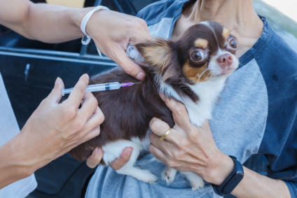 A vacina antirrábica é essencial para a proteção de animais contra a raiva, uma doença viral grave e fatal - Foto/CentralPet