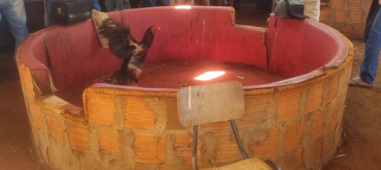 Durante ação, dezenas de pessoas acompanhavam as lutas entre os animais - Foto: Reprodução/ PMA