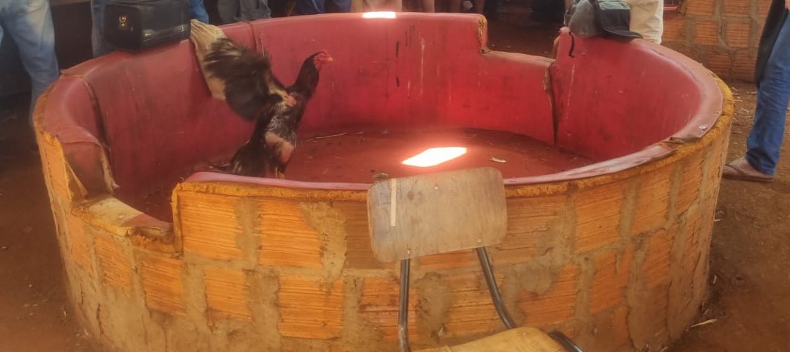 Durante ação, dezenas de pessoas acompanhavam as lutas entre os animais - Foto: Reprodução/ PMA