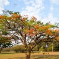 Primavera deverá ter temperatura acima da média e frente fria em MS