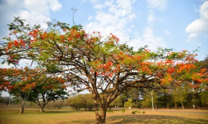 Primavera deverá ter temperatura acima da média e frente fria em MS