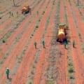 Setor florestal cresce em Mato Grosso do Sul, mas enfrenta escassez de mão de obra