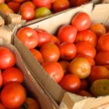 Tomate registrou o valor de R$ 110 a caixa de 25 kg - Foto: Repodução/ Ceasa-MS