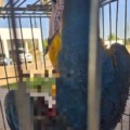 Arara-canindé sofre grave ferimento após ser atingida por linha com cerol em Três Lagoas
