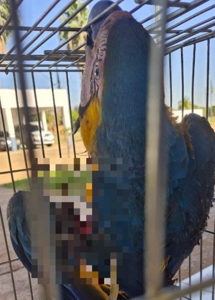 Ave símbolo de Três Lagoas foi resgatada após ter a asa quase decepada por linha com cerol - Foto: divulgação 