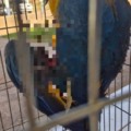 Arara-canindé sofre grave ferimento após ser atingida por linha com cerol em Três Lagoas