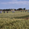 Dia de Campo reuniu produtores em Dourados - Foto: Reprodução/ Embrapa
