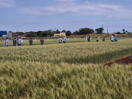 Dia de Campo reuniu produtores em Dourados - Foto: Reprodução/ Embrapa Dia de Campo reuniu produtores em Dourados - Foto: Reprodução/ Embrapa