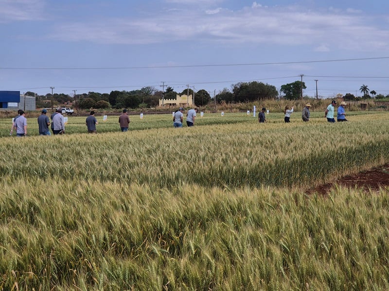 Dia de Campo reuniu produtores em Dourados - Foto: Reprodução/ Embrapa