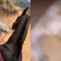Cavalo teve patas decepadas com facão e também peito perfurado após não resistir percorrer longo percurso - Foto: Redes Sociais