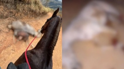 Cavalo teve patas decepadas com facão e também peito perfurado após não resistir percorrer longo percurso - Foto: Redes Sociais