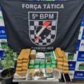 Um pé de maconha também foi encontrado na residência - Reprodução/PMMS