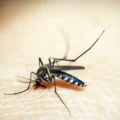 Boletim também aponta 6,7 mil confirmações de chikungunya - Foto: 41330/Pixabay
