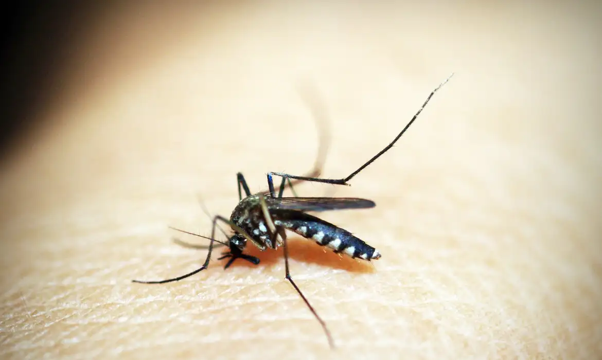 Boletim também aponta 6,7 mil confirmações de chikungunya - Foto: 41330/Pixabay