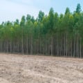 MS é o segundo maior em área plantada de eucalipto no Brasil e avança para ampliar a produção de celulose