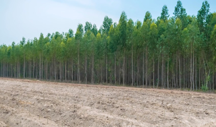 MS é o segundo maior em área plantada de eucalipto no Brasil e avança para ampliar a produção de celulose