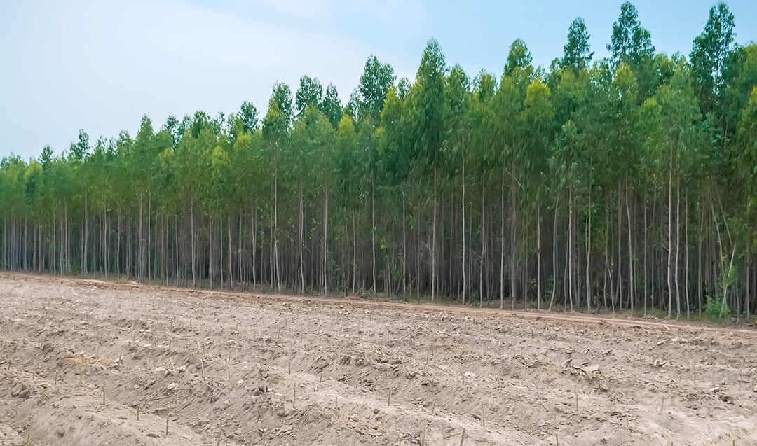 Estado de Mato Grosso do Sul ocupa a segunda posição em áreas de florestas plantadas