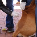 Vacinação é a principal medida preventiva contra a raiva para animais e humanos - Reprodção/Prefeitura de Campo Grande