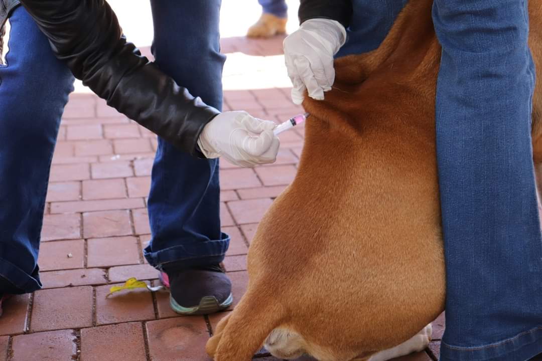 Vacinação é a principal medida preventiva contra a raiva para animais e humanos - Reprodção/Prefeitura de Campo Grande