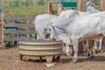 Ferramenta criada em 2017 auxilia produtores a organizar rotina de reprodução - Foto: Juliana Sussai/Embrapa Pecuária Sudeste