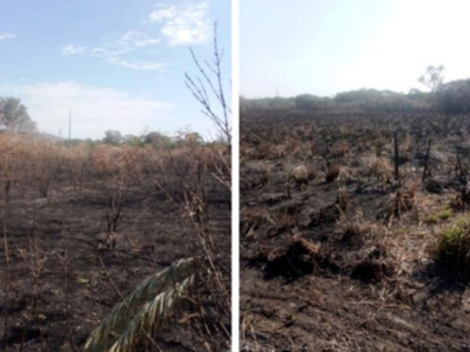 Incêndio atingiu área de preservação permanente e de reserva legal - Foto: MPMS