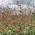 É comum observar plantas de vassourinha-de-botão em beira de estradas e margens de lavouras - Foto: Reprodução/ Embrapa