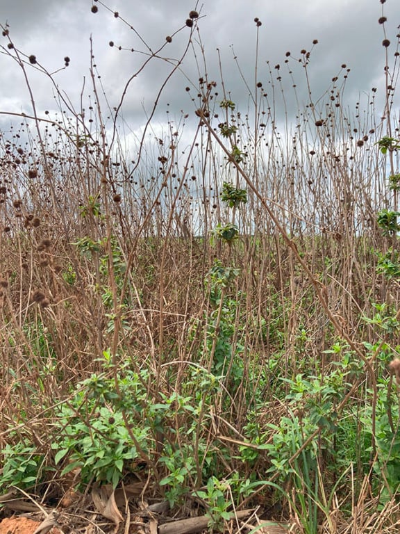 É comum observar plantas de vassourinha-de-botão em beira de estradas e margens de lavouras - Foto: Reprodução/ Embrapa