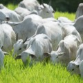 Estudo envolveu mais de 1,5 mil vacas - Foto: Reprodução/CNA