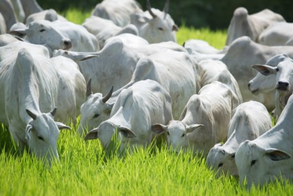 Estudo envolveu mais de 1,5 mil vacas - Foto: Reprodução/CNA