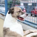 OAB aponta mais de 400 cães e gatos vivendo em condições precárias - Foto: Prefeitura do Rio/Subvisa/Nelson Duarte