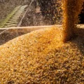 Produção de milho teve retração de mais de 40% em apenas um ano - Foto: Reprodução/ Agência Brasil
