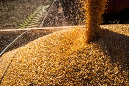 Produção de milho teve retração de mais de 40% em apenas um ano - Foto: Reprodução/ Agência Brasil