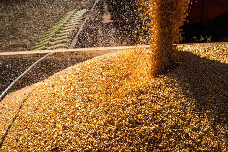 Produção de milho teve retração de mais de 40% em apenas um ano - Foto: Reprodução/ Agência Brasil