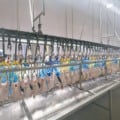 Seleção presencial atende interessados ao cargo de auxiliar de produção