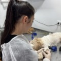 Caravana da Castração em Três Lagoas se encerra nesta terça-feira e já atendeu mais de 900 animais