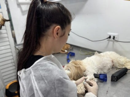 Caravana da Castração em Três Lagoas se encerra nesta terça-feira e já atendeu mais de 900 animais