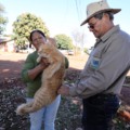 No sábado (13), a imunização de cães e gatos será realizada em formato drive-thru, no pátio da Prefeitura. (Foto: A. Frota)