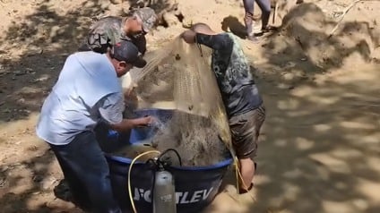 Voluntários realizam o resgate de 148 peixes de área confinada no leito do rio (Foto: Reprodução/ MPMS)