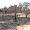 Costa Leste de MS registra queda em números de incêndios florestais