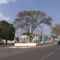 Dia da Árvore simboliza a renovação e conscientização da preservação