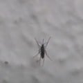 Mapa de calor indica áreas de risco do Aedes Aegypti em Três Lagoas